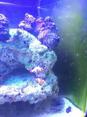 ImageUploadedByTapatalk1417485867.454867.jpg ImageUploadedByTapatalk1417485867.454867.jpg