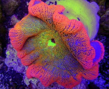 RainbowCarpetAnemone14as.jpg