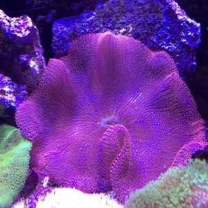 resized red carpet.jpg