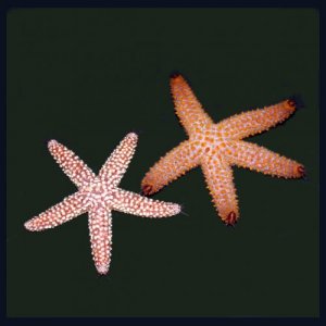 %22Common%22 starfish.jpg