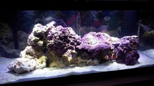 Recent Tank Pic Edited.jpg