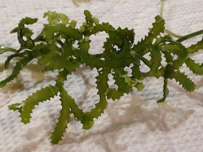 macroalgae 7Dec14 MR.jpg