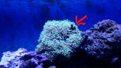 polyp coral.jpg