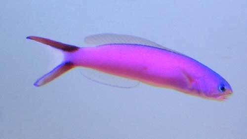 ImageUploadedByTapatalk1418242056.606224.jpg ImageUploadedByTapatalk1418242056.606224.jpg