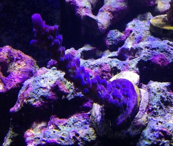 12-12-14 014 Acro Tort.jpg