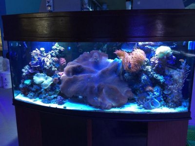 ImageUploadedByTapatalk1418570731.330102.jpg ImageUploadedByTapatalk1418570731.330102.jpg