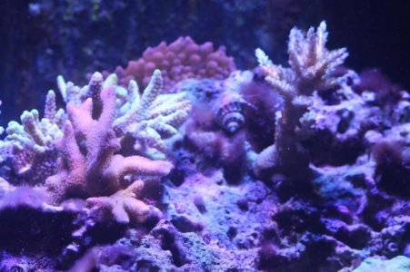 IMG_0521_zpsc2ef4dc3.jpg