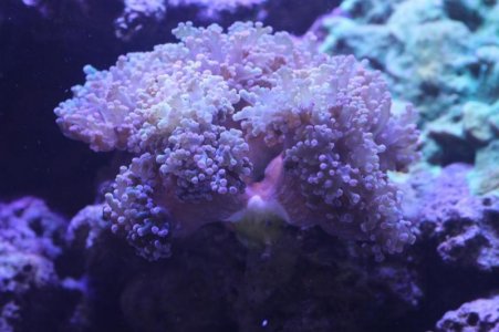IMG_0519_zps179ec9ae.jpg