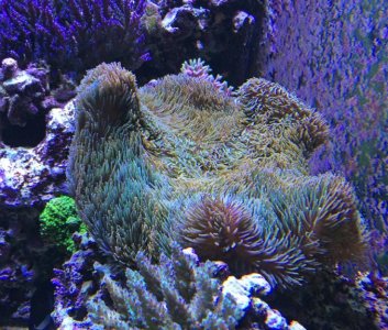 PetcoGigantea2014121501.jpg