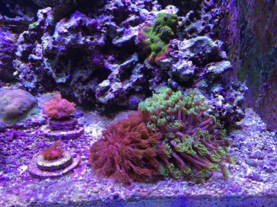 Goniopora2014121501.jpg