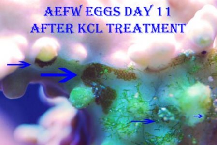 aefwday11.jpg