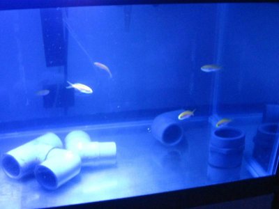 Anthias.jpg