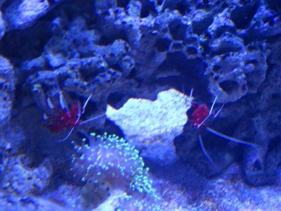 BloodRedShrimp.jpg