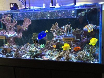 ImageUploadedByTapatalk1418703692.090817.jpg ImageUploadedByTapatalk1418703692.090817.jpg