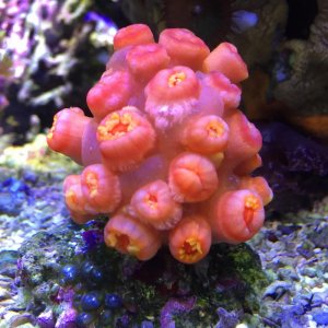 sun coral - Version 2.jpg