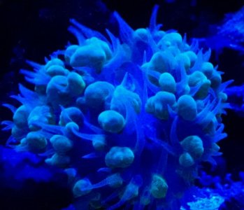 bubble coral.jpg