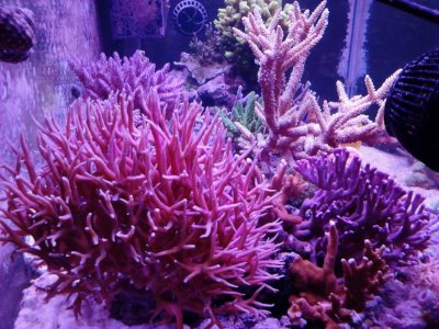 pink birdsnest 1.jpg
