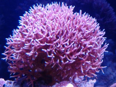 Pink birdsnest 2.jpg