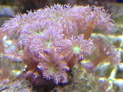 Coral - Highlighter Clove.jpg