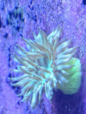 Green Anemone.jpg