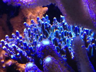 Coral - Purple Acro.jpg