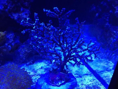 ImageUploadedByTapatalk1419143047.344222.jpg ImageUploadedByTapatalk1419143047.344222.jpg