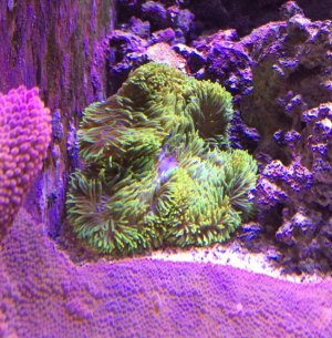 GreenGigantea2014122401.jpg