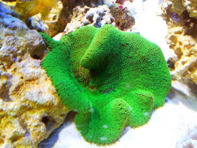 green_carpet.jpg