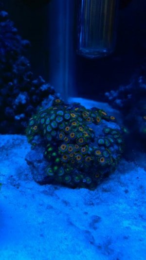 Zoa LED.jpg