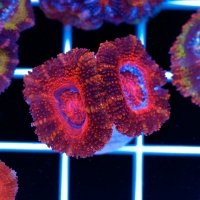 polyp180.jpg