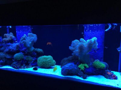 ImageUploadedByTapatalk1419771145.481601.jpg