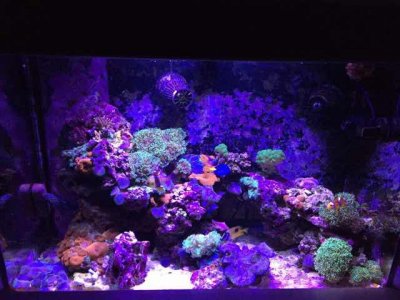 ImageUploadedByTapatalk1419808288.624000.jpg