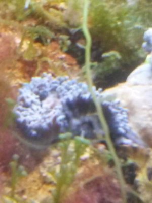 [ID]Anemone.jpg
