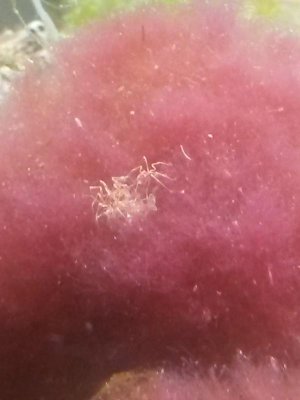 [ID]Spider.jpg