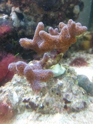 coral.jpg