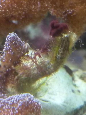 coral (2).jpg