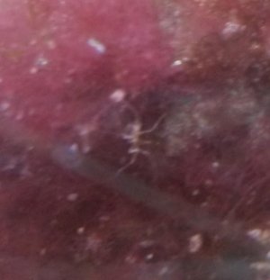Spider (3).jpg