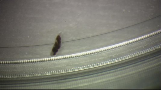 worm1.jpg worm1.jpg