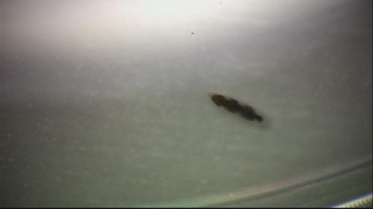 worm2.jpg worm2.jpg