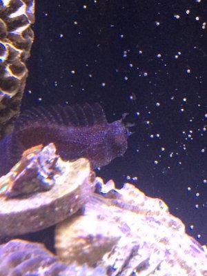 ImageUploadedByTapatalk1420145374.368580.jpg ImageUploadedByTapatalk1420145374.368580.jpg