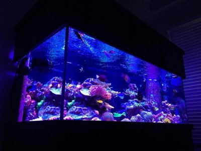 ImageUploadedByTapatalk1420305340.361165.jpg ImageUploadedByTapatalk1420305340.361165.jpg