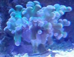 Coral.jpg