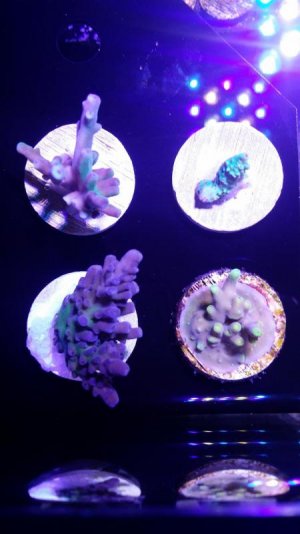 SPS Pack 1.jpg