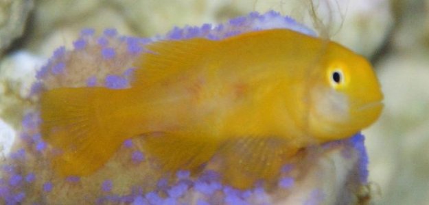 Goby1.jpg