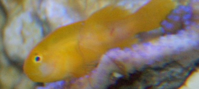 Goby2.jpg