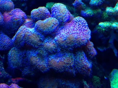 reefgenorchid.jpg