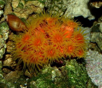 Sun Coral 5.jpg