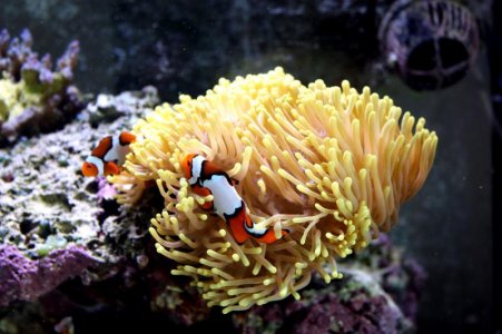 IMG_0918Not AwaysHappyCouple.jpg