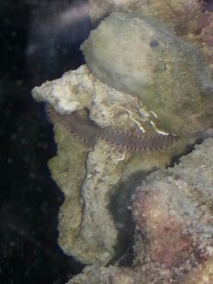 worm.jpg