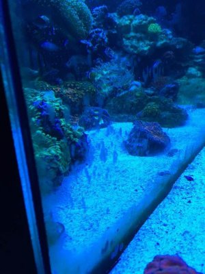 ImageUploadedByTapatalk1421282937.260005.jpg ImageUploadedByTapatalk1421282937.260005.jpg